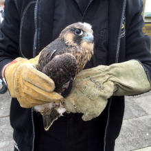 Pilgrimsfalkunge innan utsättningen. Foto Dominika Ström